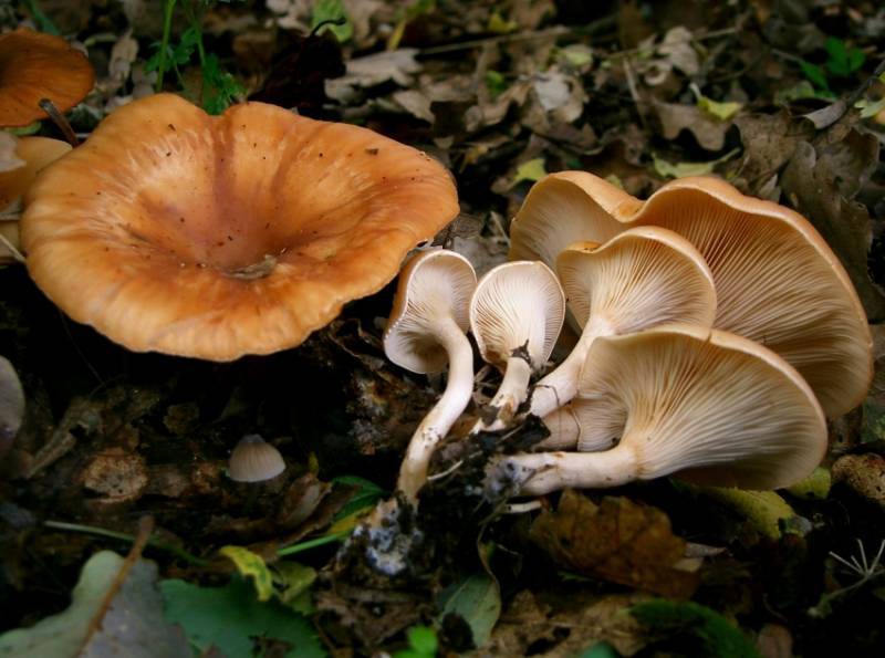 Леписта оборотная. Условно съедобный