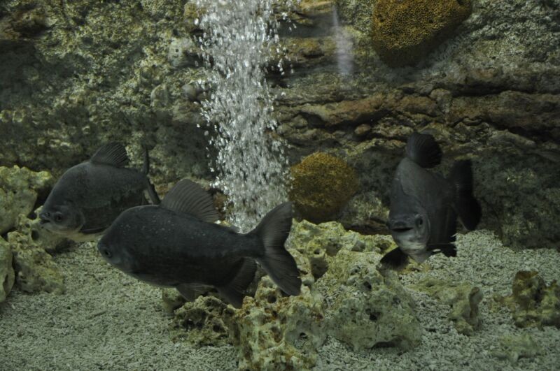 Не приятно себя чувствуешь рядом с ними, как-то страшно