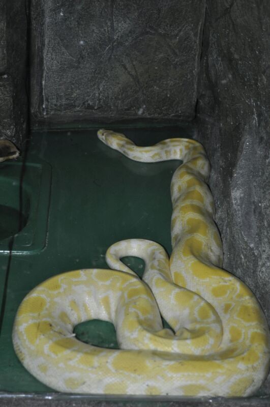 Вот какой желтопуз