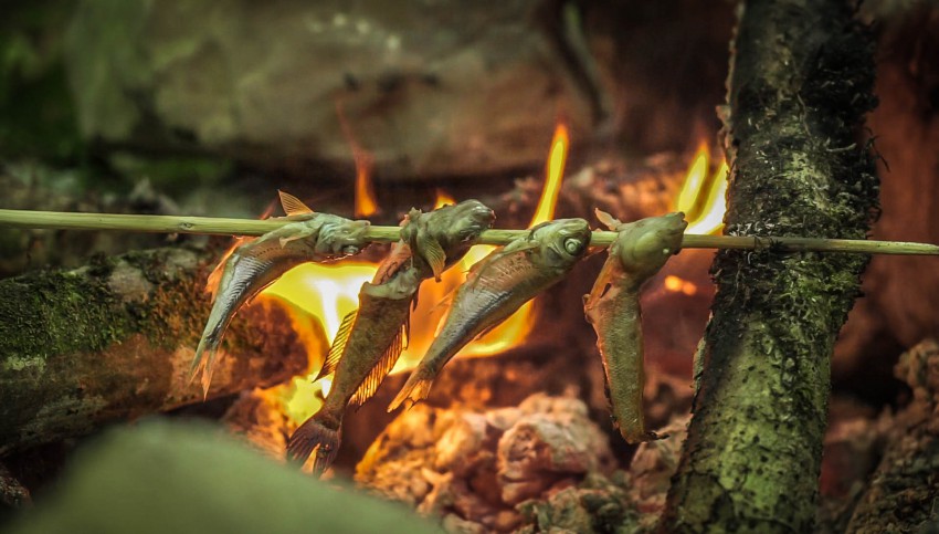 Поймать и съесть Поймать и съесть