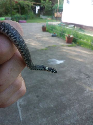 вот ужик,а то гадюка