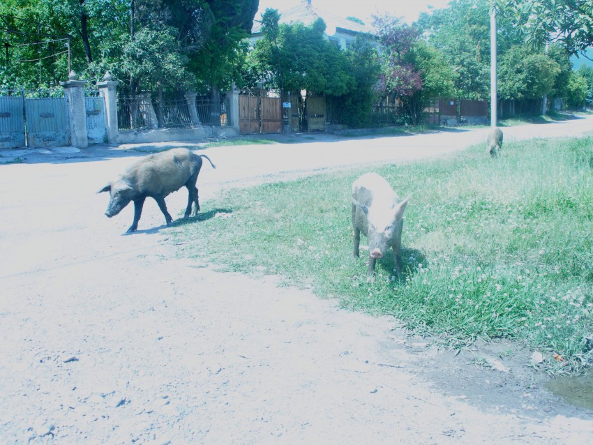 В 10 минутах езды от центра Сухума. Или это не поросята?