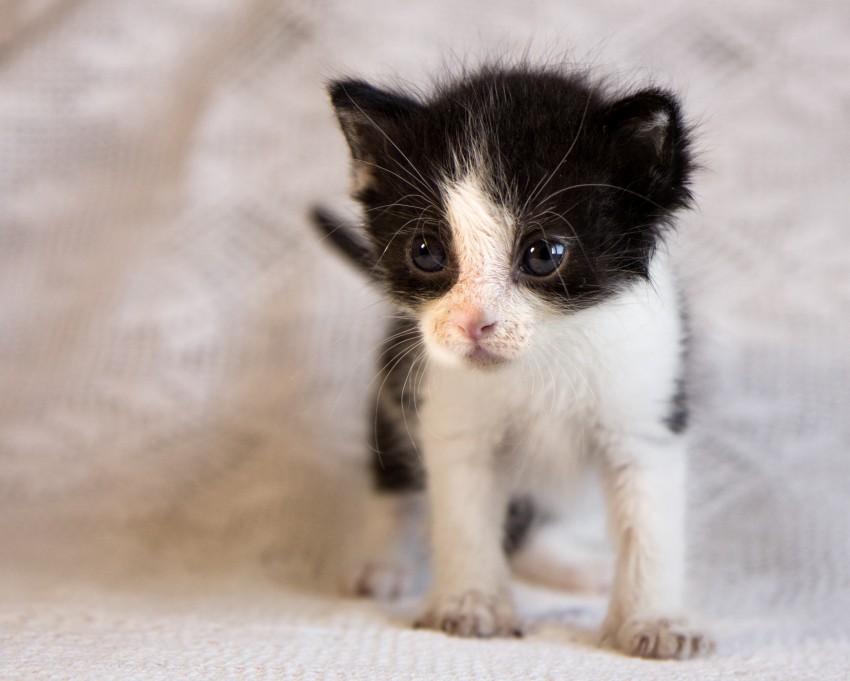 Мальчик Кузька