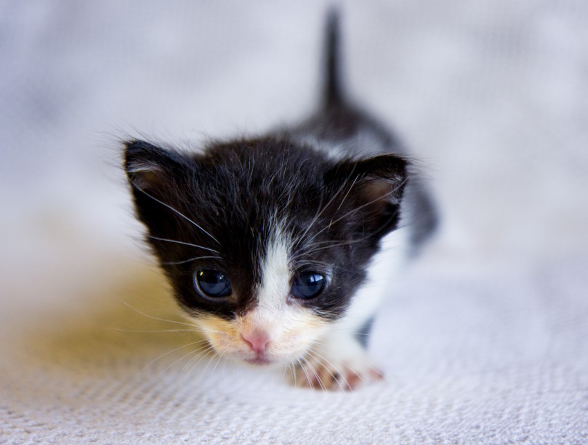 Девочка Кнопочка