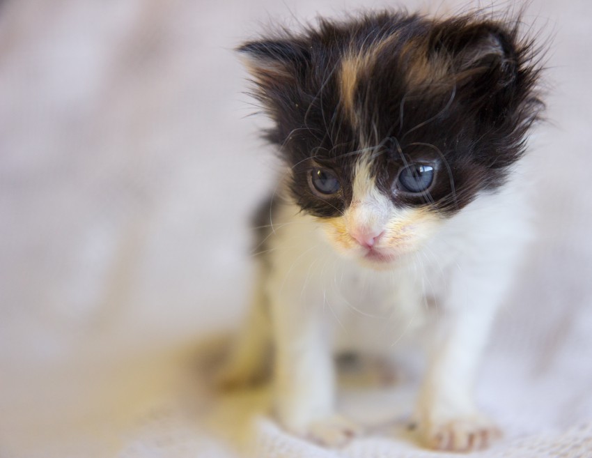 Девочка Плюшечка