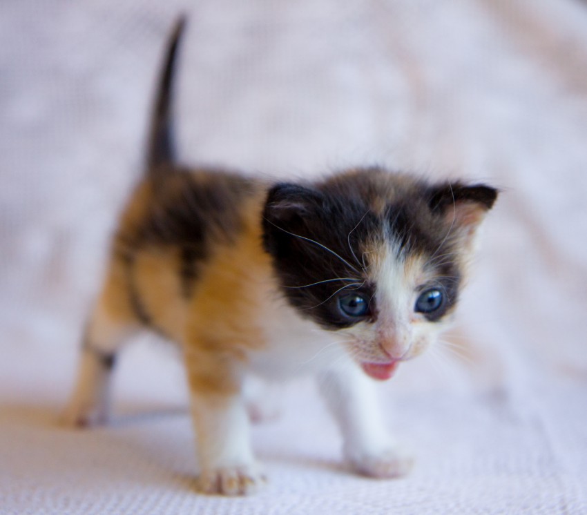 Девочка Лялечка