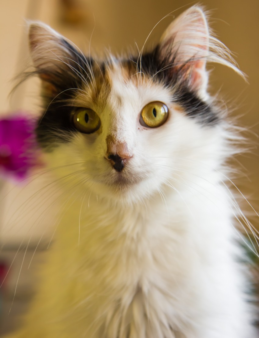 Матильда. Мама малышей