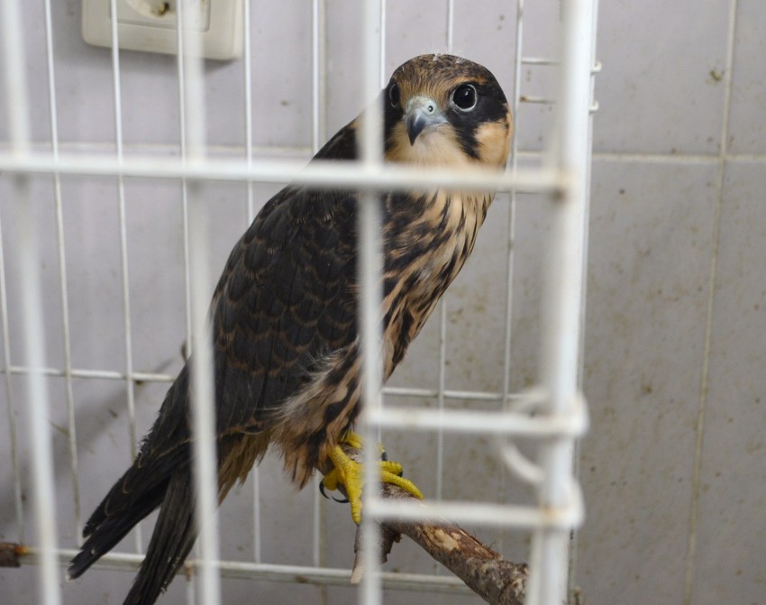 гордый чеглок