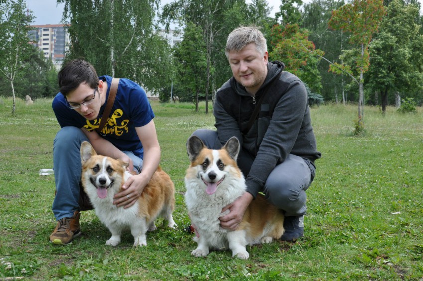 вельш-корги