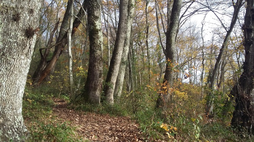 лесопарк на Бытхе