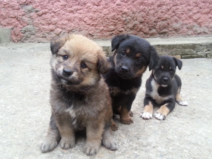 отдам щенков