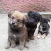 отдам щенков