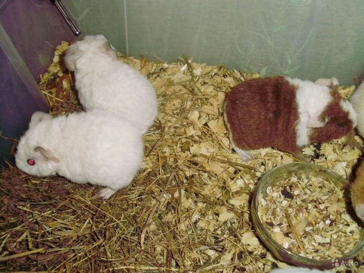 Куплю короткошерстную белую морскую свинку