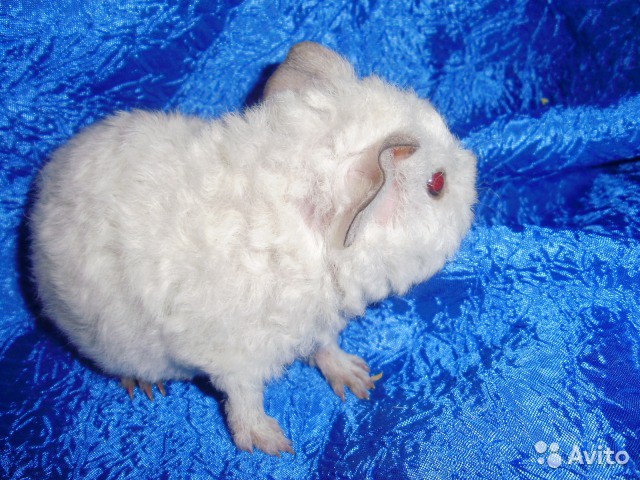 Куплю короткошерстную белую морскую свинку