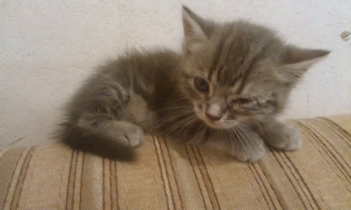 Отдам котят