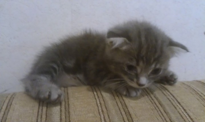 Отдам котят