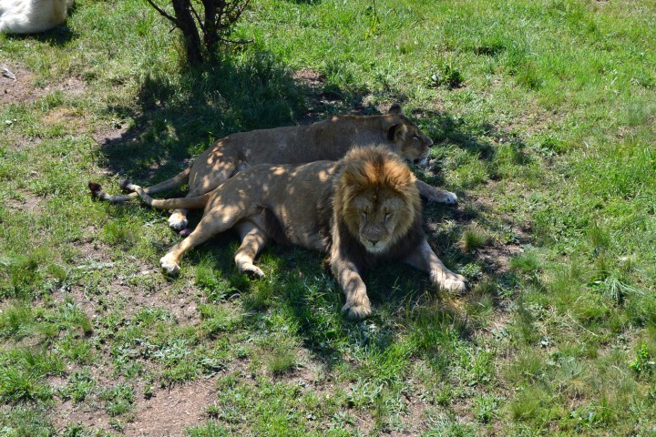 Продаю или обменяю NIKON D3100 Kit 18-55