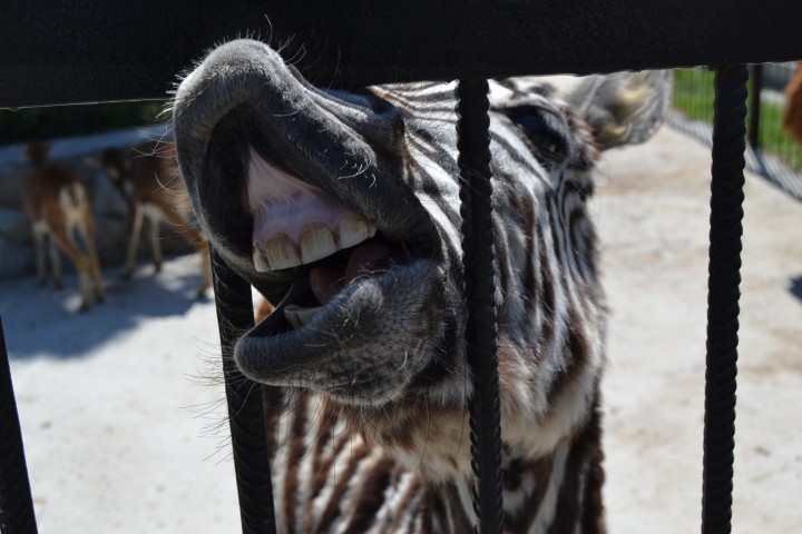 Продаю или обменяю NIKON D3100 Kit 18-55