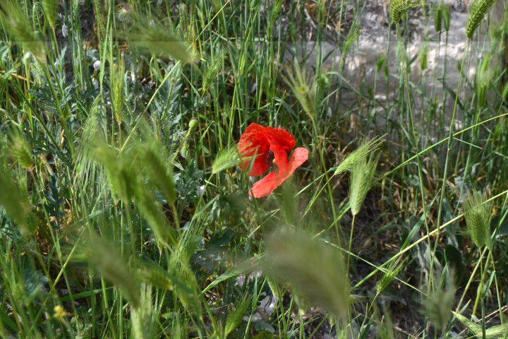 Продаю или обменяю NIKON D3100 Kit 18-55