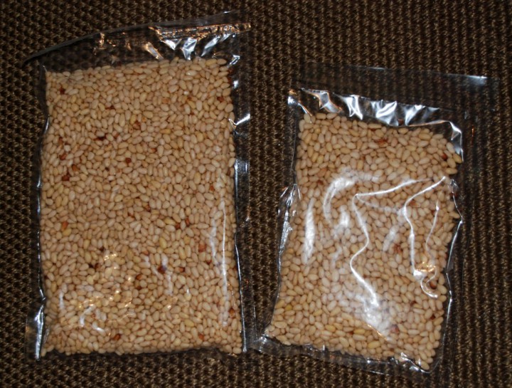 Кедровый орех из Горного Алтая