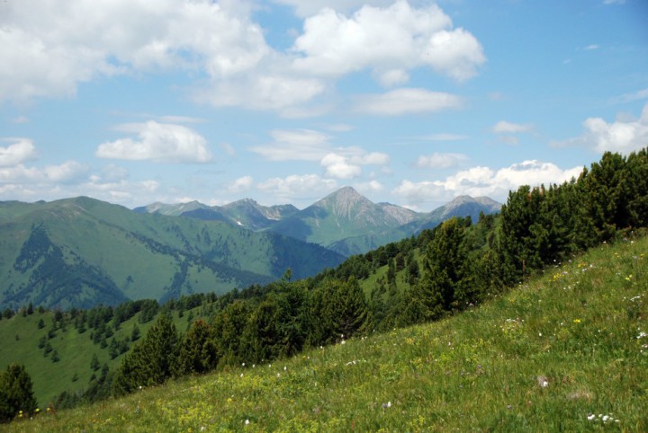 Кедровый орех из Горного Алтая