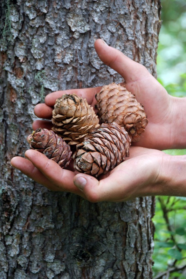Кедровый орех из Горного Алтая