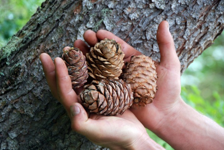 Ядро кедрового ореха в вакууме