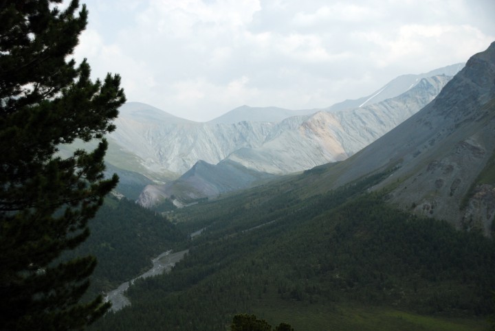 Ядро кедрового ореха в вакууме