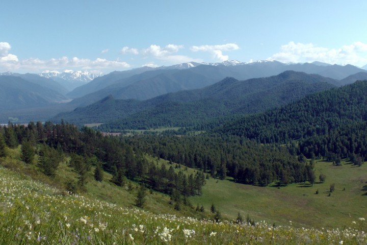 Ядро кедрового ореха в вакууме