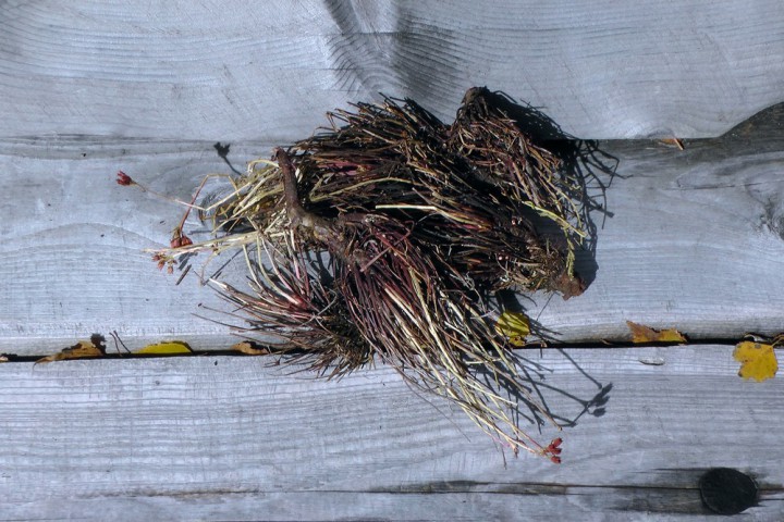 Здоровые продукты из Горного Алтая