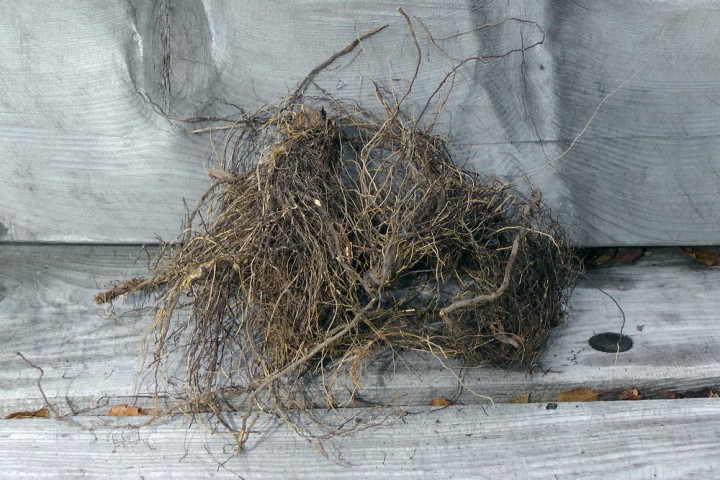 Здоровые продукты из Горного Алтая