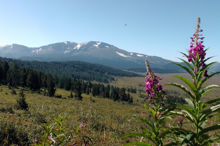 Русский чай - снижаем цены.