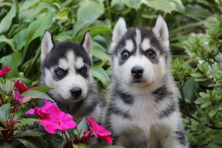 Щенки Хаски