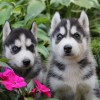 Щенки Хаски