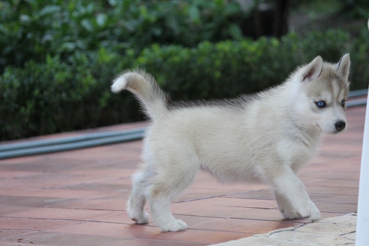 Щенки Хаски