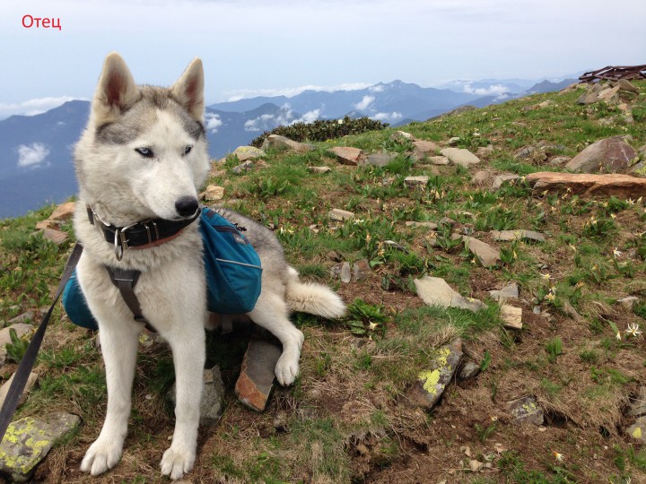 Щенки Хаски