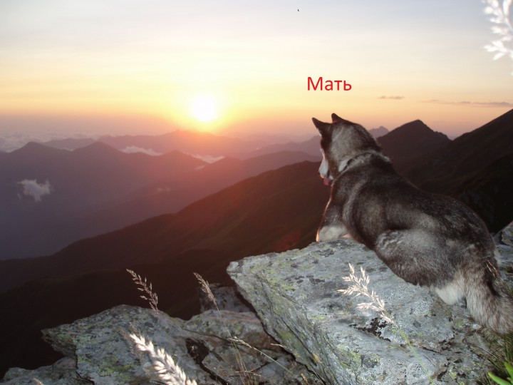 Щенки Хаски