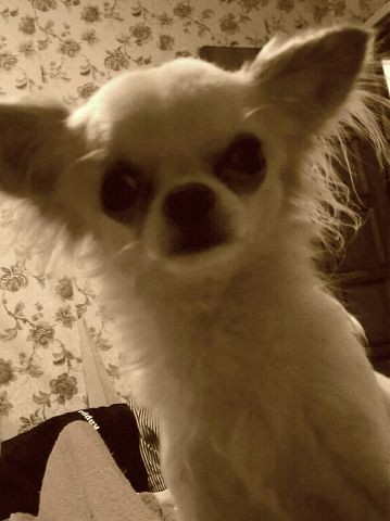 Потерялась собака