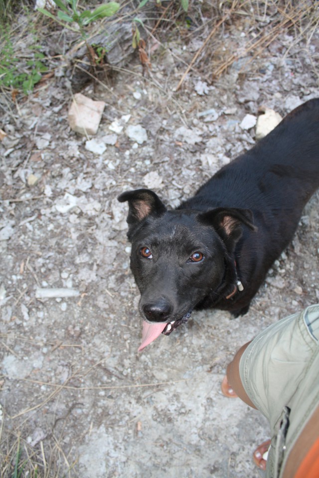 Необычная собака ищет хозяина