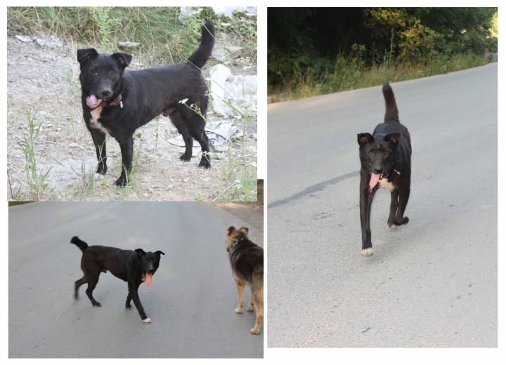 Необычная собака ищет хозяина