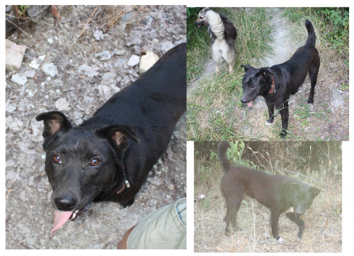 Необычная собака ищет хозяина