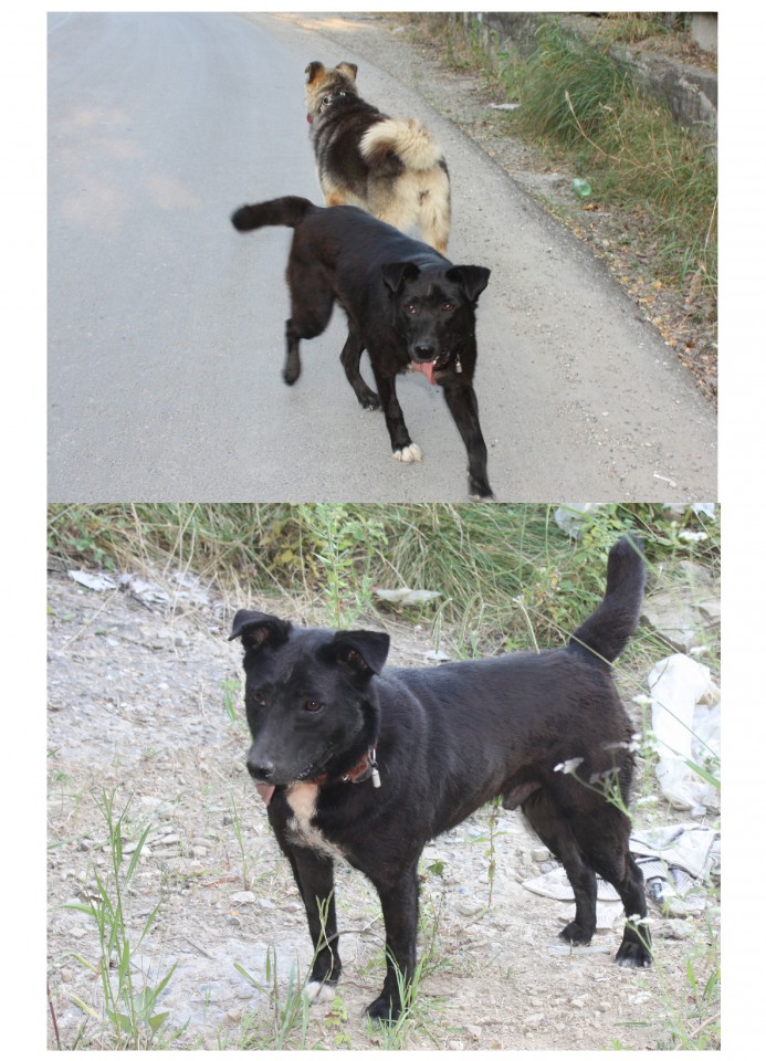 Необычная собака ищет хозяина