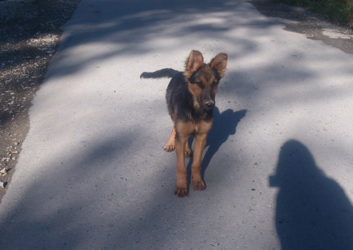 Щенок метис овчарки