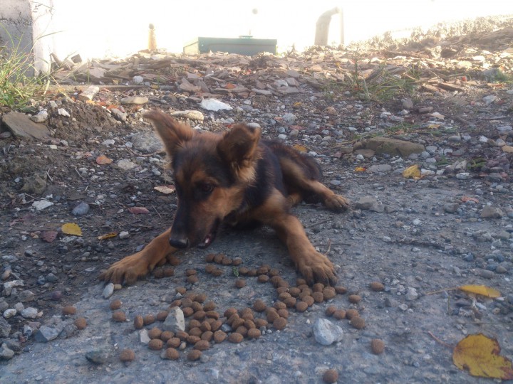 Щенок метис овчарки