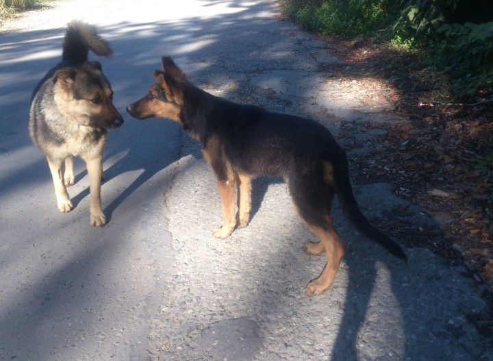 Щенок метис овчарки