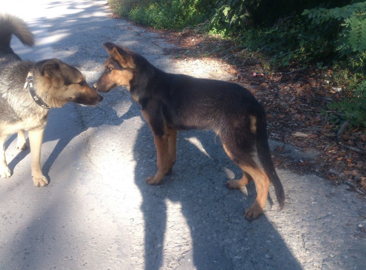 Щенок метис овчарки