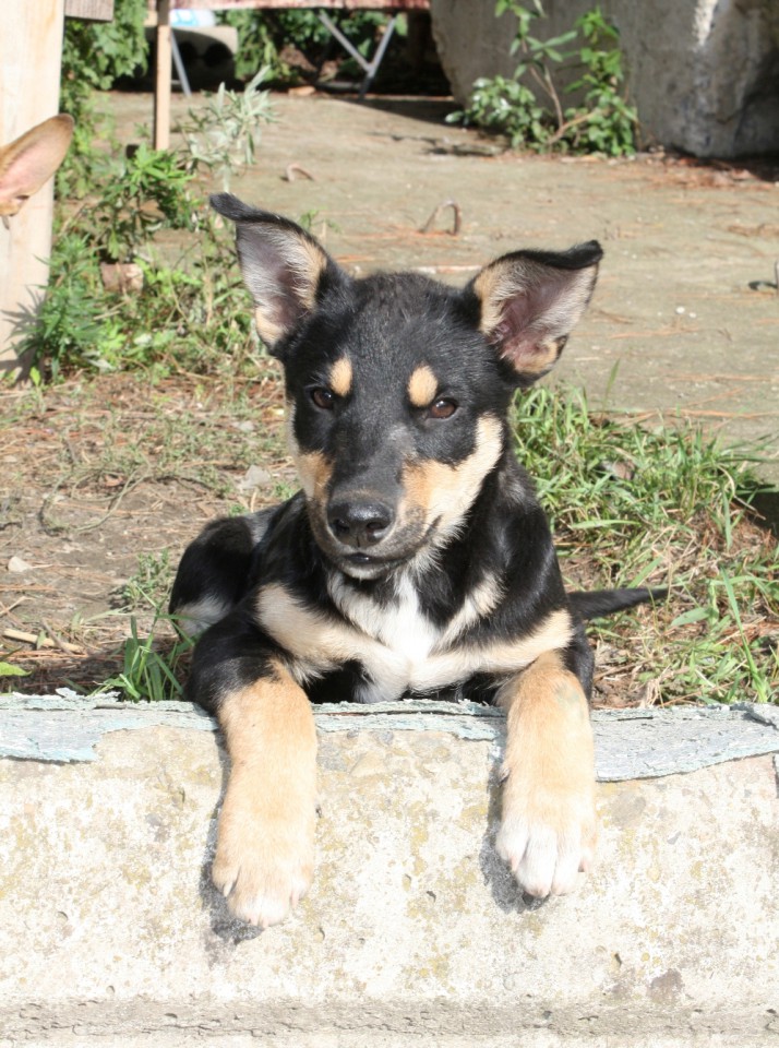 Щенок-метис