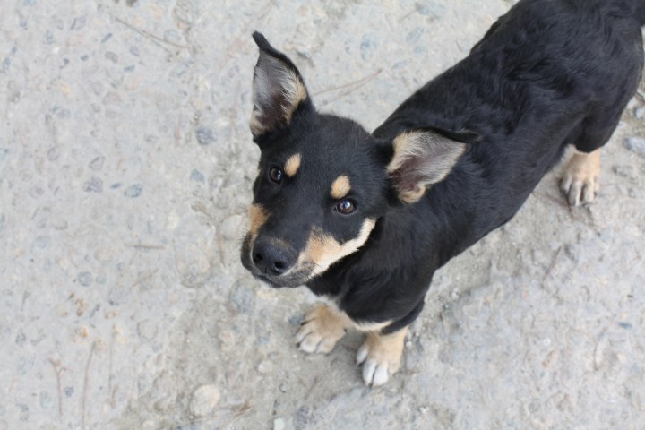 Щенок-метис