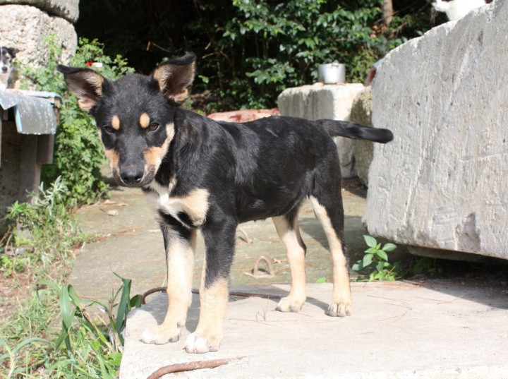 Щенок-метис