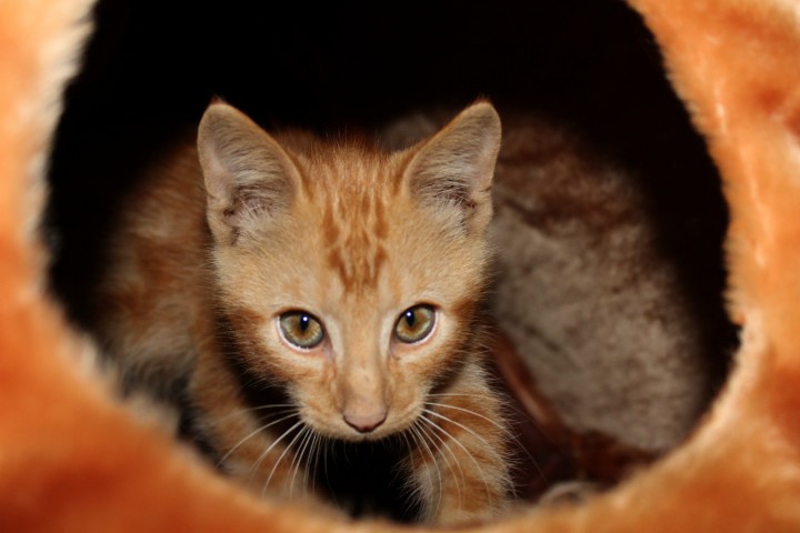 Рыжики котята бесплатно!